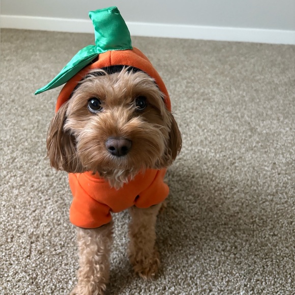 Other - $5 & up don’t break the bank show Live Now WITH @RANDOLPH2055